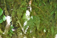 Hymenophyllum capillare