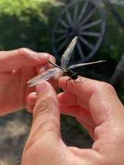 Erythrodiplax nigricans