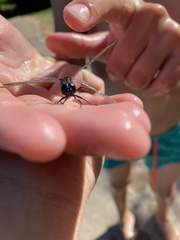 Erythrodiplax nigricans