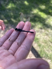 Erythrodiplax nigricans