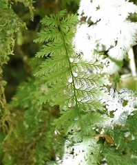 Asplenium daucifolium