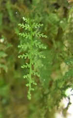 Hymenophyllum capillare