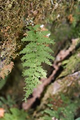 Hymenophyllum capillare