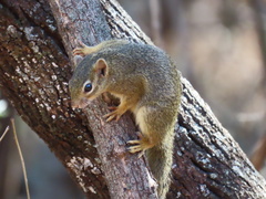 Paraxerus ochraceus
