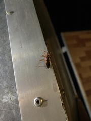 Zelurus fulvomaculatus