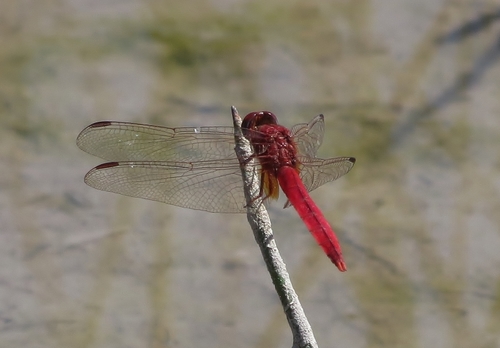 Scarlet Skimmer photo 5
