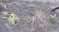 Pleioblastus variegatus