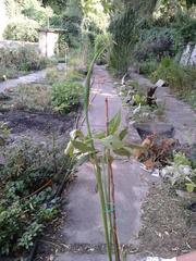 Arisaema jacquemontii