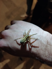 Lycosidae