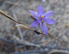 Moraea crispa