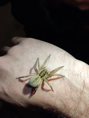 Lycosidae
