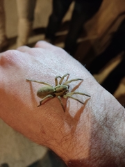 Lycosidae