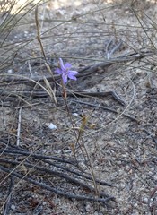 Moraea crispa