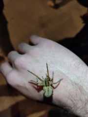 Lycosidae