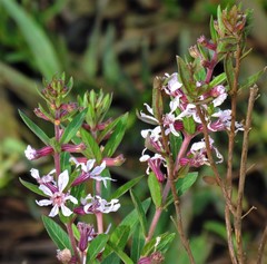 Cuphea lysimachioides