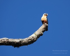 Microhierax caerulescens