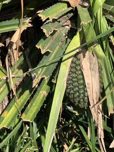 Pandanus kaida observed 2021-11-28