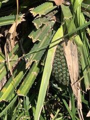 Pandanus kaida