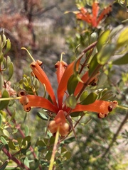 Lambertia