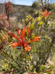Lambertia