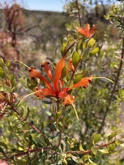 Lambertia