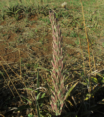 Sansevieria aethiopica