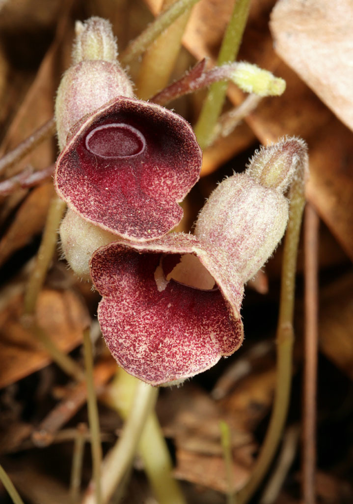 Aristolochia serpentaria