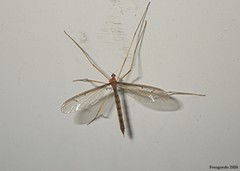 Tricyphona
