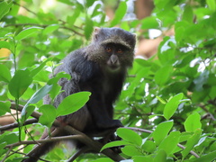 Cercopithecus mitis manyaraensis