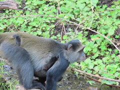 Cercopithecus mitis manyaraensis