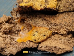 Fuligo septica septica
