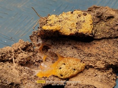 Fuligo septica septica