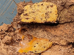 Fuligo septica septica