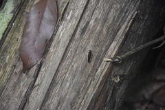 Pseudophyllodromia laticeps