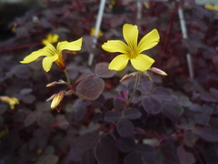 Oxalis corniculata repens