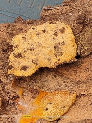 Fuligo septica septica