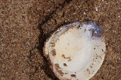 Mercenaria mercenaria