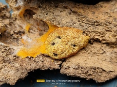 Fuligo septica septica