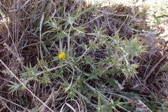 Berkheya pinnatifida