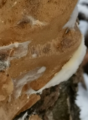 Phellinus lundellii