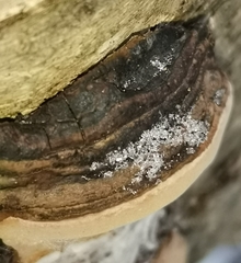 Phellinus lundellii