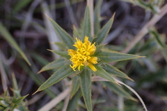 Berkheya pinnatifida