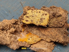 Fuligo septica septica