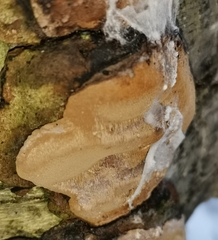 Phellinus lundellii