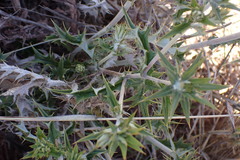 Berkheya pinnatifida