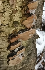 Phellinus lundellii