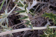Berkheya pinnatifida