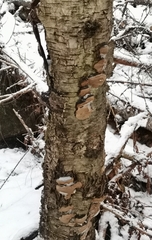 Phellinus lundellii