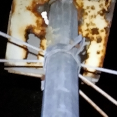 Gekko gecko