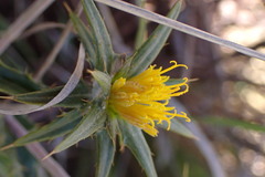 Berkheya pinnatifida